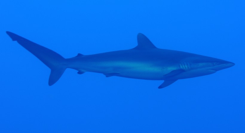 水中的鲨鱼图片(11张)