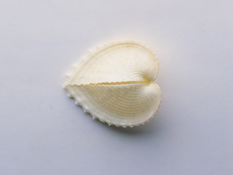 贝壳海螺图片(29张)