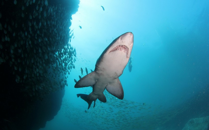 深海狂鲨图片(8张)