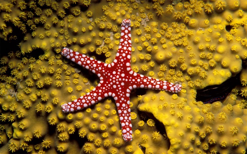 深海里的海星图片(9张)