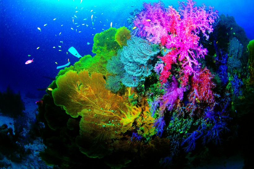 深海潜水图片(57张)