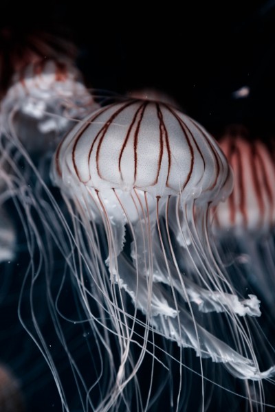 深海里水母图片(13张)