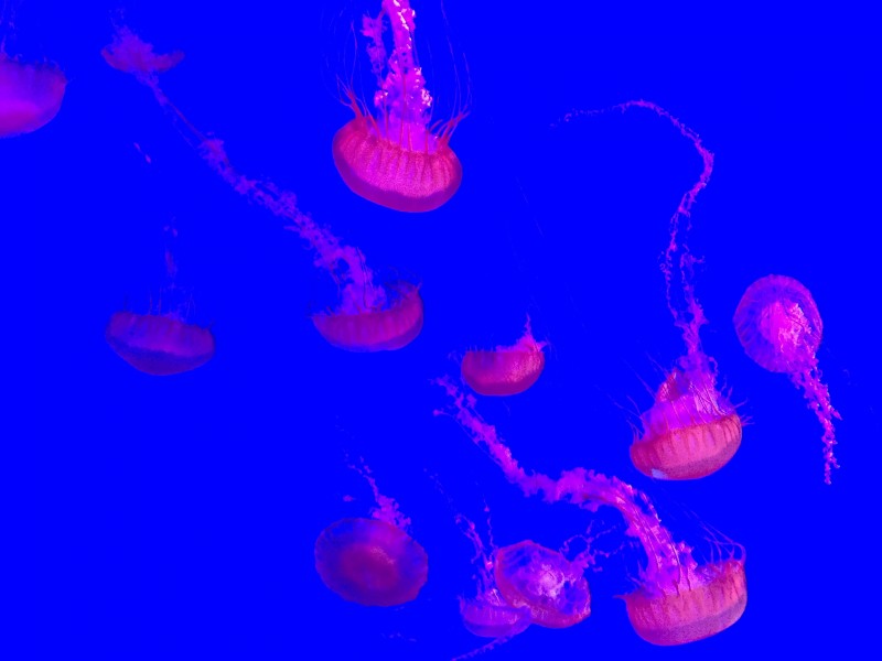深海里水母图片(13张)
