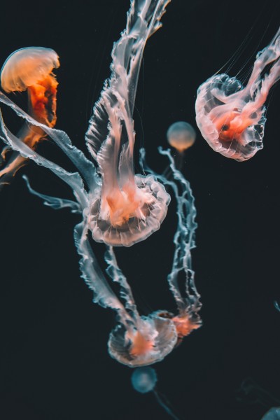 深海里水母图片(13张)