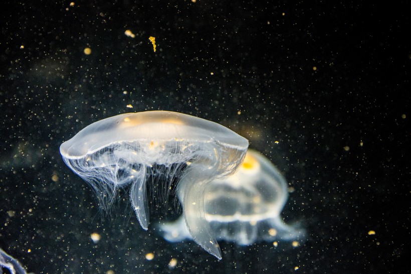 深海里水母图片(13张)