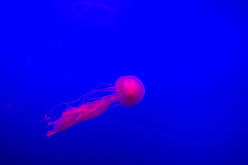 深海里水母图片(13张)