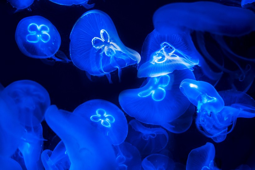 海洋中的水母图片(30张)