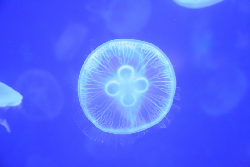 海洋中的水母图片(14张)
