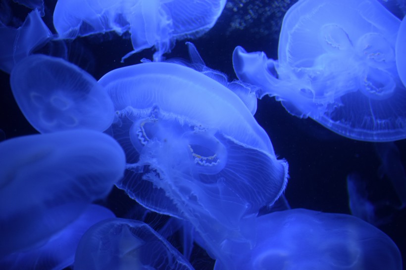 海洋中自由飘荡的水母图片(10张)
