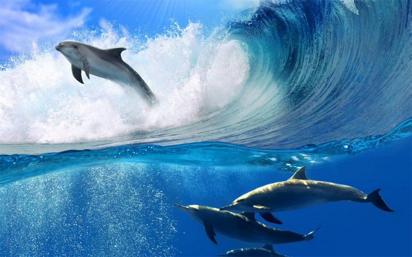 水生哺乳动物海豚图片(12张)