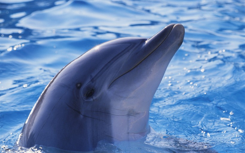 水生哺乳动物海豚图片(12张)