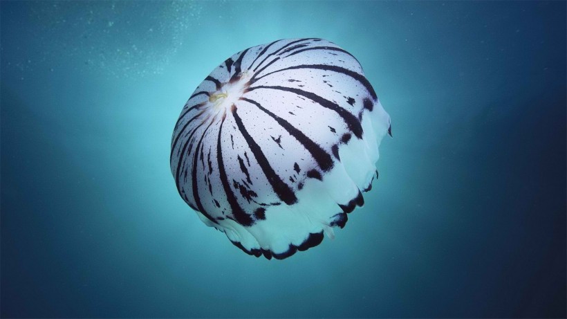 漂亮的水生动物水母图片(15张)