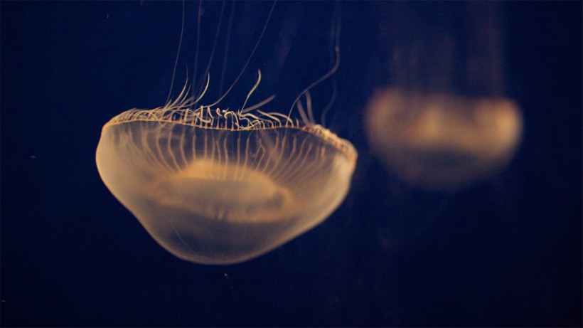 漂亮的水生动物水母图片(15张)