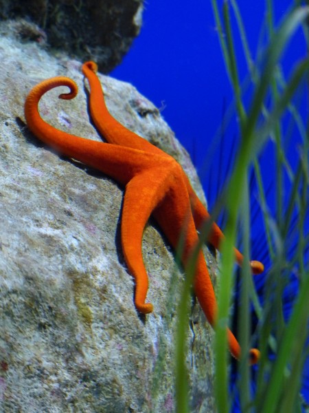 水族馆水生动物图片(14张)