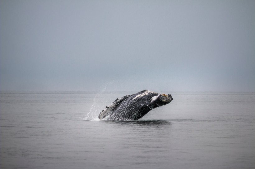 浮出水面的鲸鱼图片(13张)
