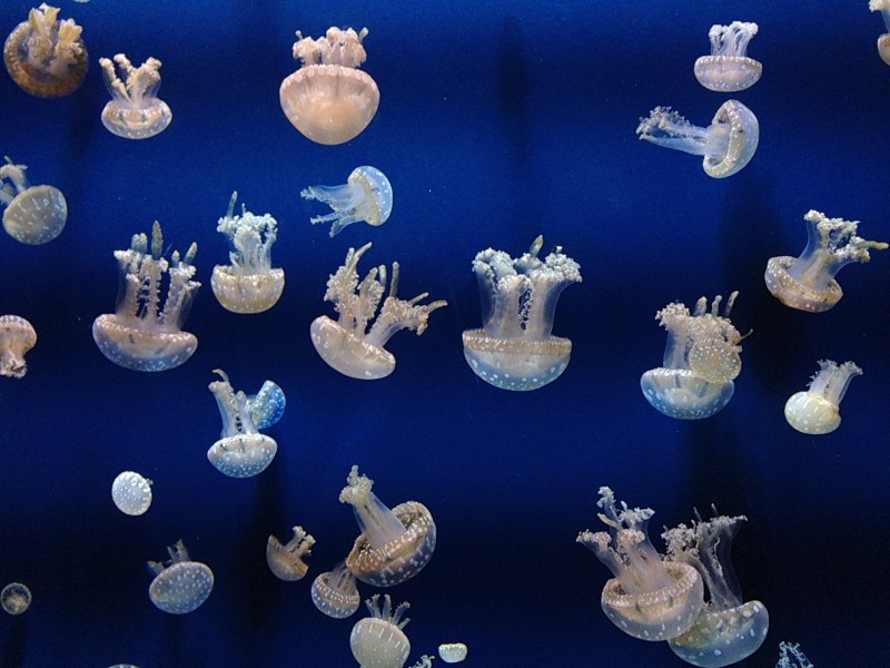 一群美丽水母图片(12张)