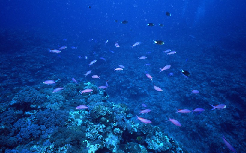 海底鱼群图片(31张)