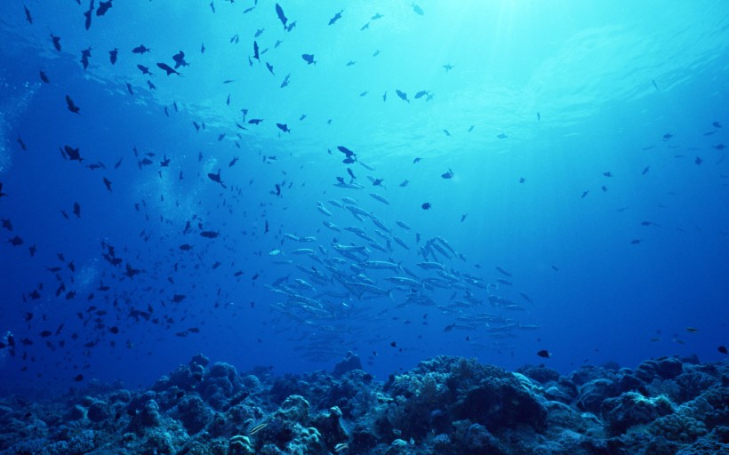 海底鱼群图片(31张)