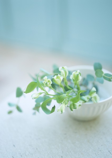 家居花草植物盆栽摆设图片(40张)