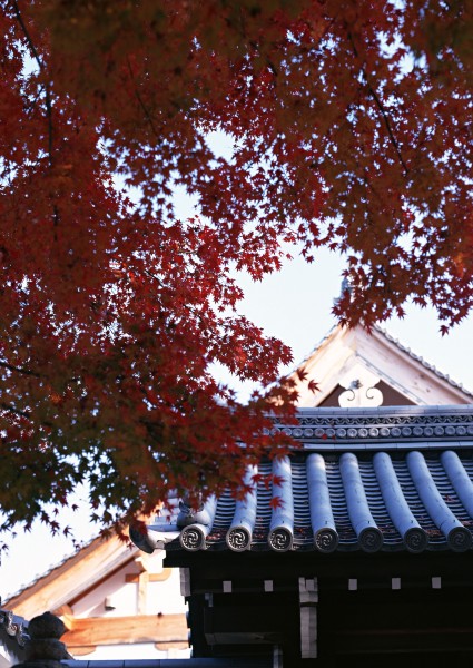 红色枫叶和日式庭院图片(15张)