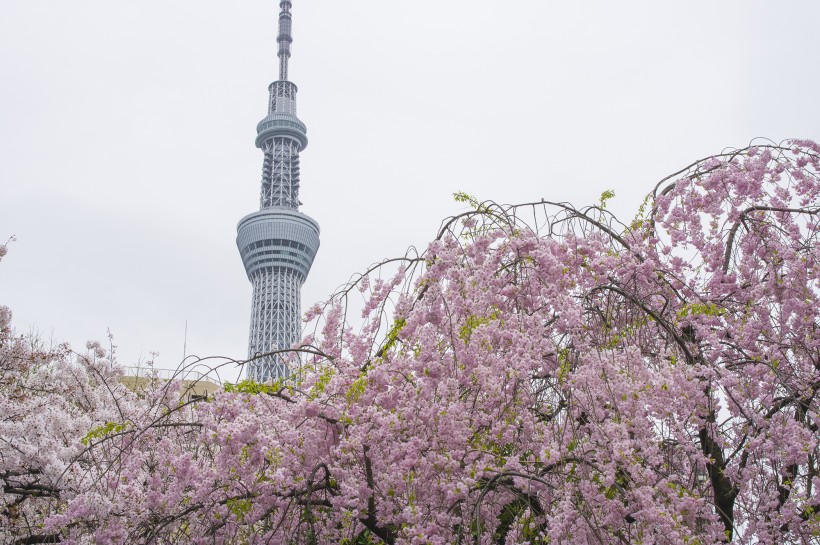 东京晴空塔高清图片(14张)
