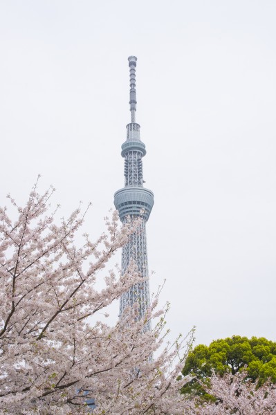 东京晴空塔高清图片(14张)