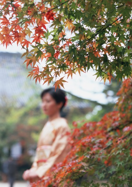 日式庭院和枫叶图片(23张)