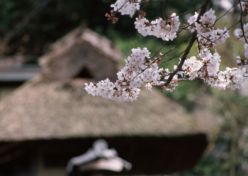 樱花和日式庭院图片(23张)