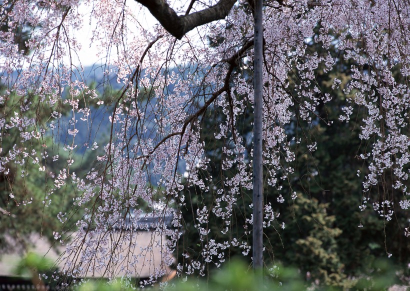 樱花和日式庭院图片(23张)