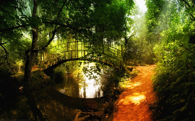 丛林中的木桥图片(22张)