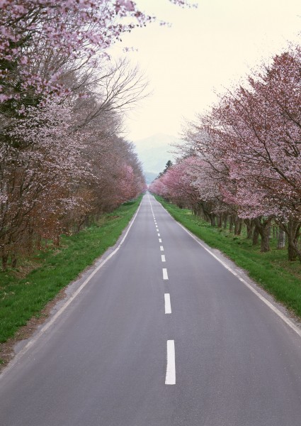 道路景观图片(37张)