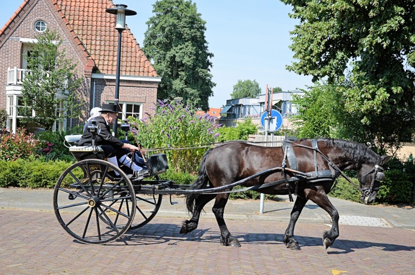荷兰传统马车图片(14张)