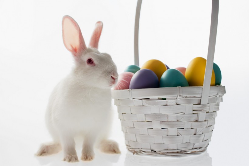 复活节兔子图片(27张)