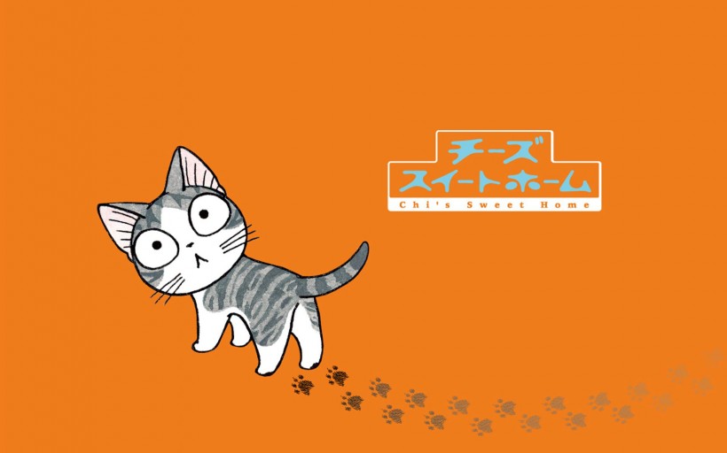 超级小萌猫起司猫图片(22张)