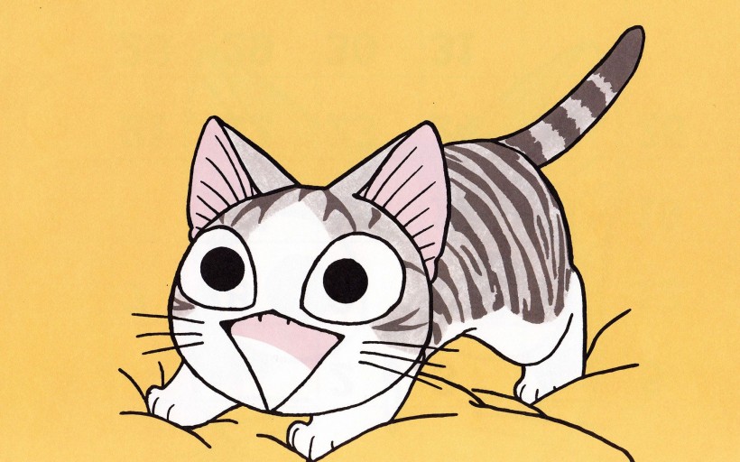 超级小萌猫起司猫图片(22张)