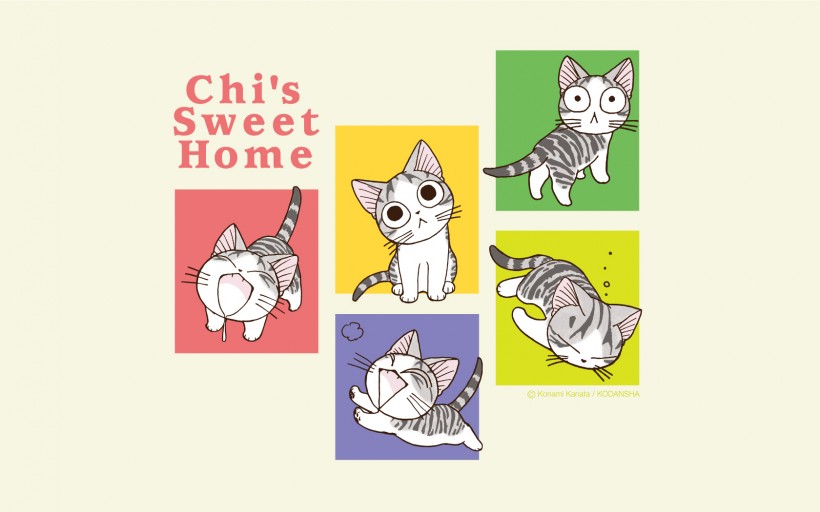超级小萌猫起司猫图片(22张)
