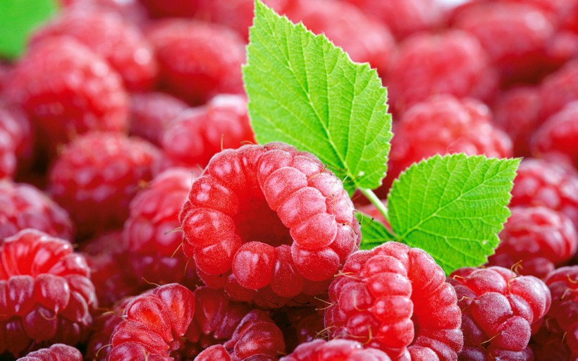 营养有益的树莓图片(28张)