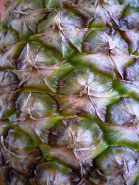 菠萝图片(13张)
