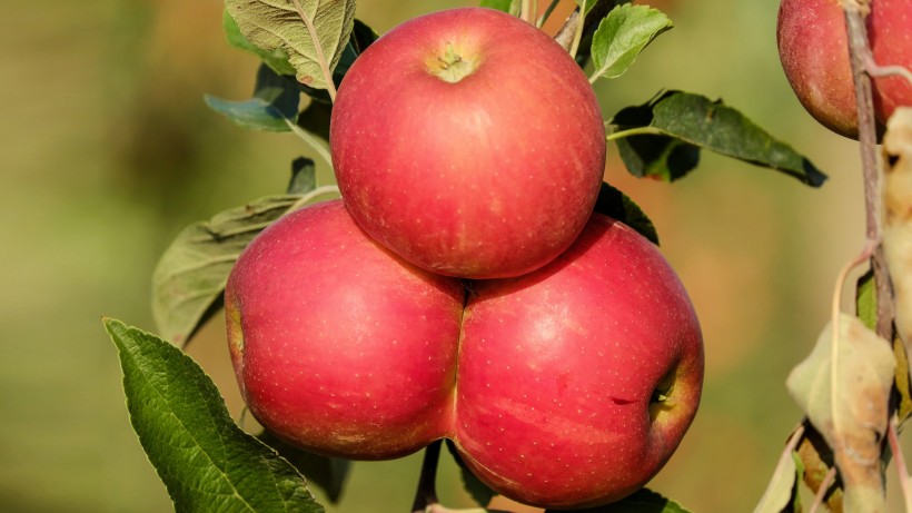 香甜的红色苹果图片(11张)