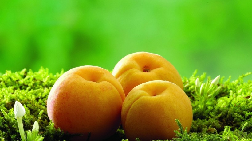 嫩黄的甜杏图片(6张)