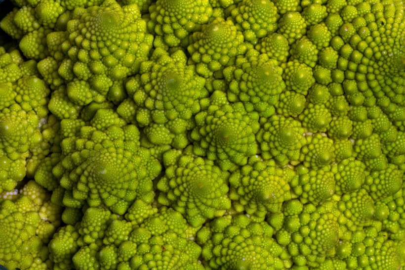 绿色的宝塔菜花图片(14张)