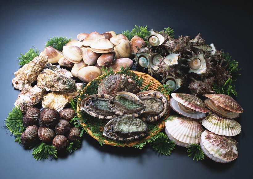 海鲜贝壳图片(24张)