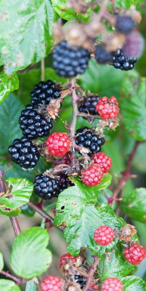营养丰富的黑莓图片(10张)