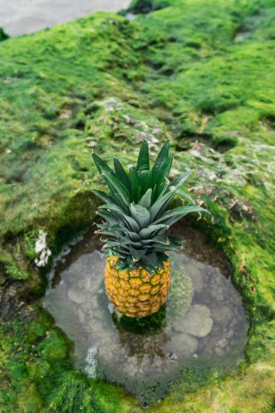 形态不一的菠萝图片(11张)