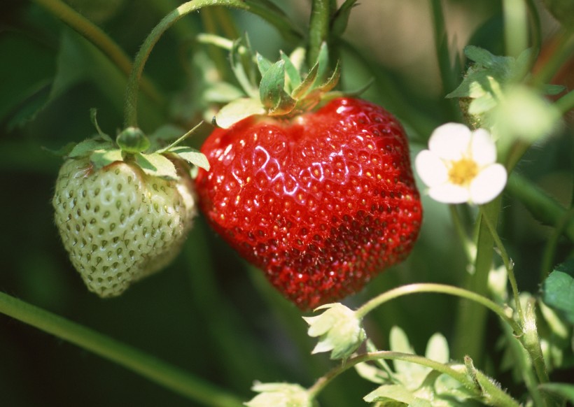 草莓果实图片(5张)
