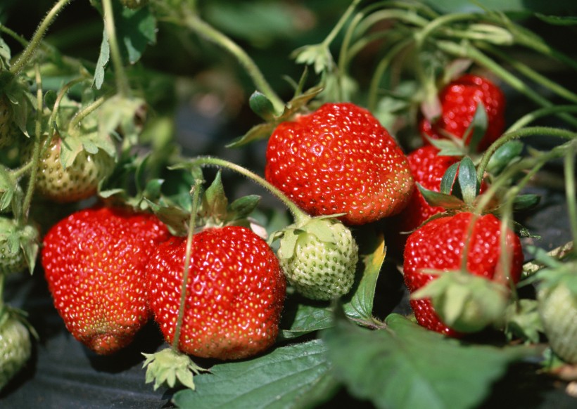 草莓果实图片(5张)