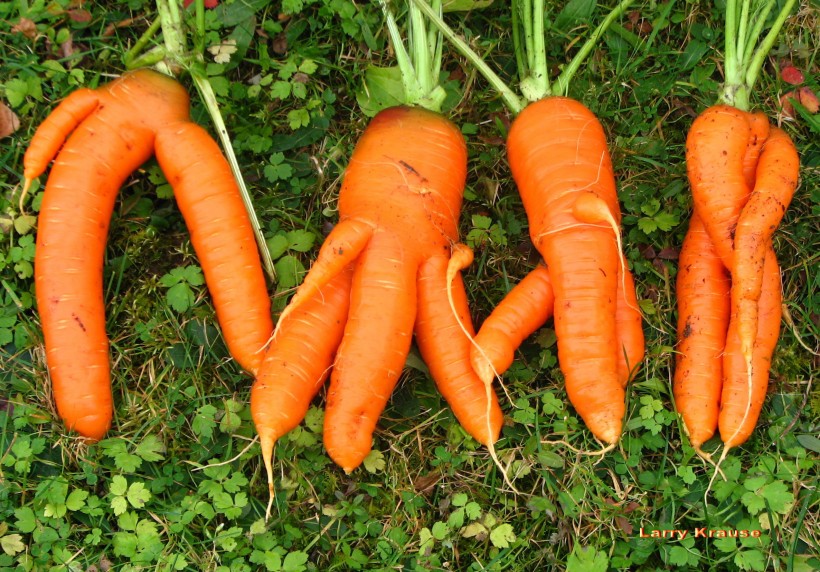 新鲜营养的胡萝卜图片(14张)