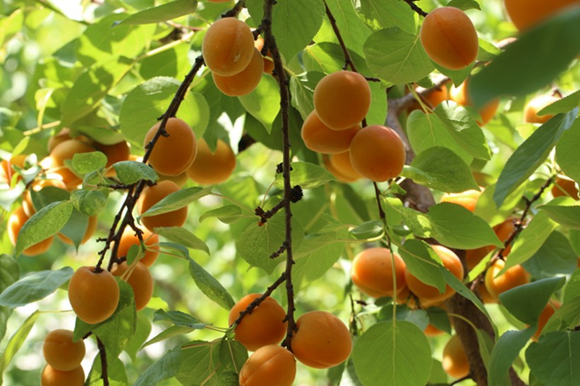 树上成熟的杏子图片(17张)