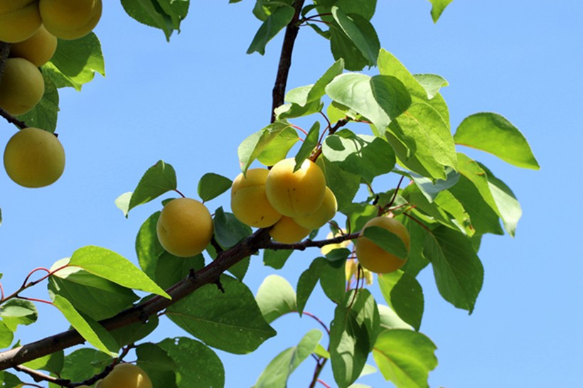 树上成熟的杏子图片(17张)