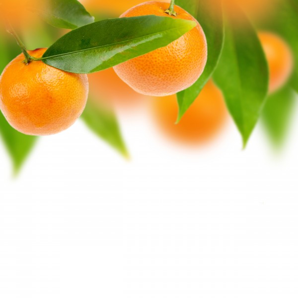 橙子和橘子的图片(15张)